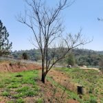 Terreno Bairro Saboó