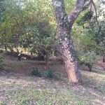 Chácara no Recanto das Acácia, (Saboó)