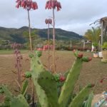 Saboó, Terreno Comercial