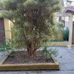 Ótima casa, Bairro de Mailasqui