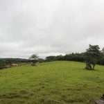 Haras